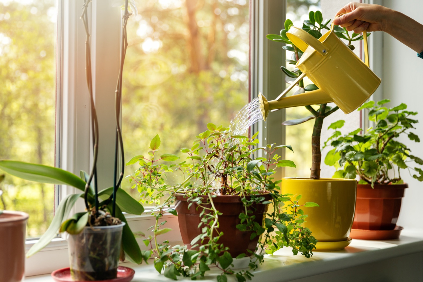 Hands tending to potted plants on a sunlit windowsill